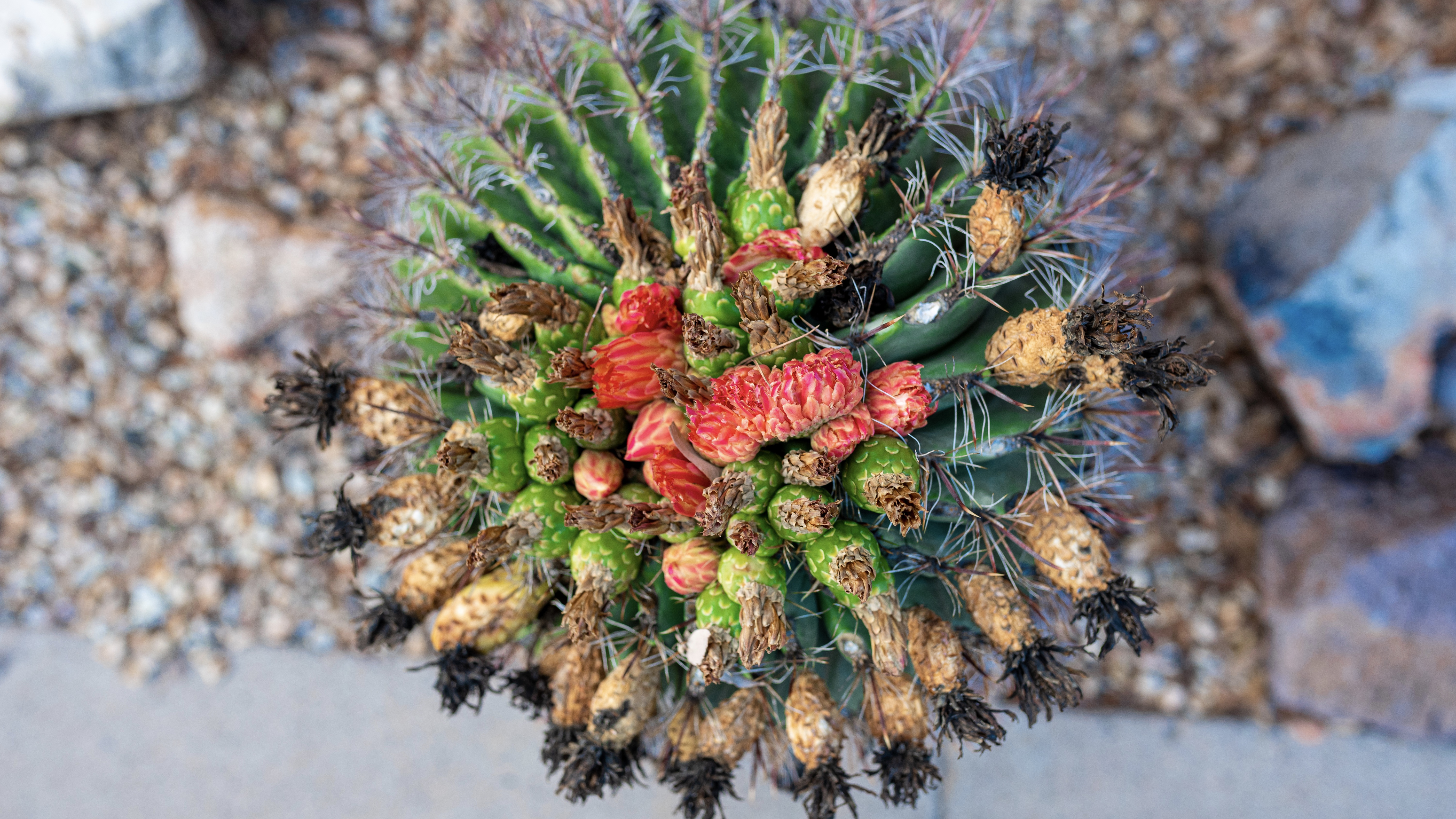 A photo of a green cactus with red flowers